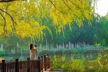 淘宝彩票足球比分直播-淘宝彩票足球比分直播，球迷的激情与数字的狂欢
